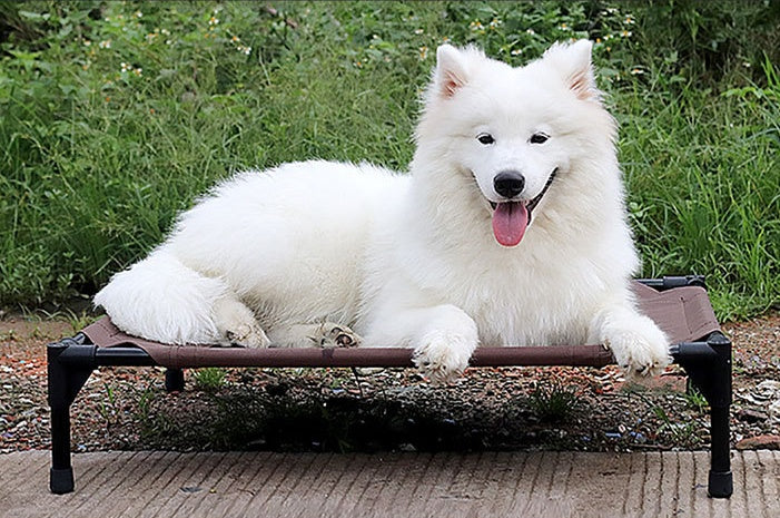 White dog on moisture-proof, breathable pet bed with metal frame and Oxford cloth.