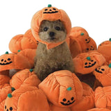 Cute dog wearing a Halloween pumpkin pet hat costume surrounded by plush pumpkins.