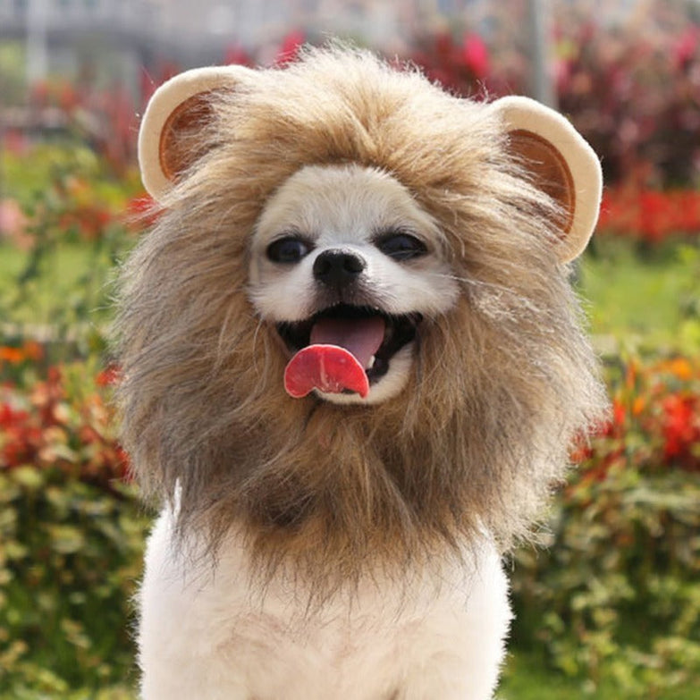 Christmas funny hat for pets, lion mane costume with ears, small dog in cosplay outfit.