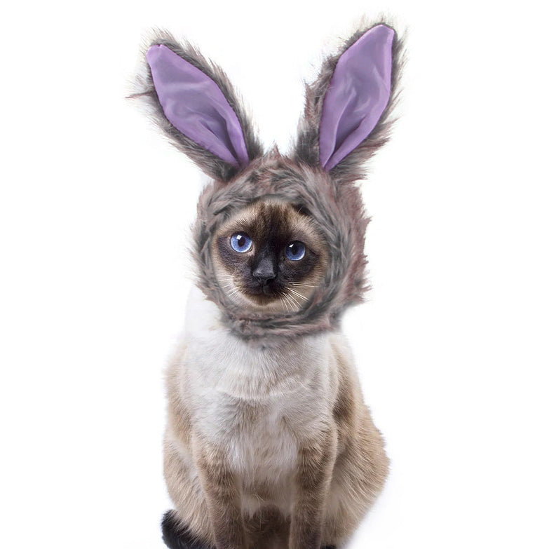 Cat wearing a curly hair pet hat with bunny ears, plush material.