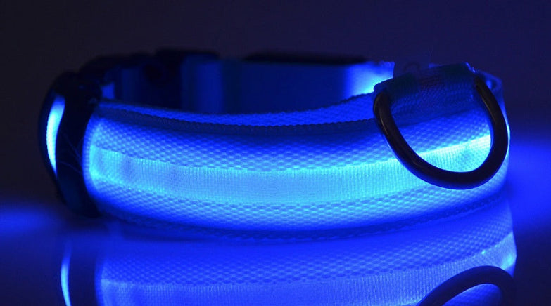 Nylon LED pet dog collar glowing blue in the dark for safety and style.