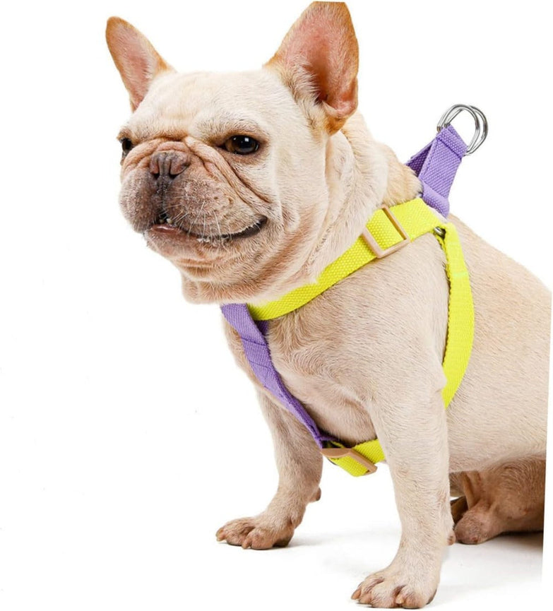 Dog harness and leash set for small French Bulldog.