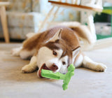 Large dog chewing on a green rubber molar toy for dental care.