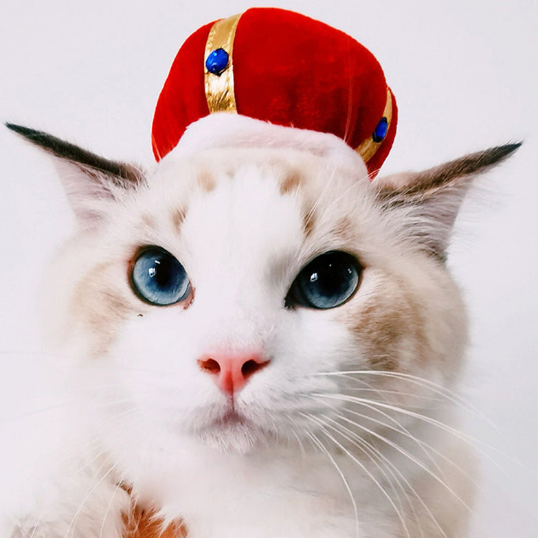 Cat wearing a red curly hair pet hat with plush material and cartoon pattern.